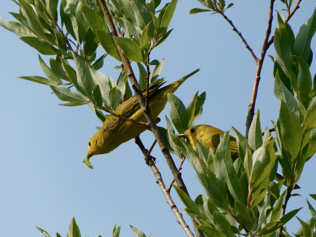 Yellow warblers getting lunch