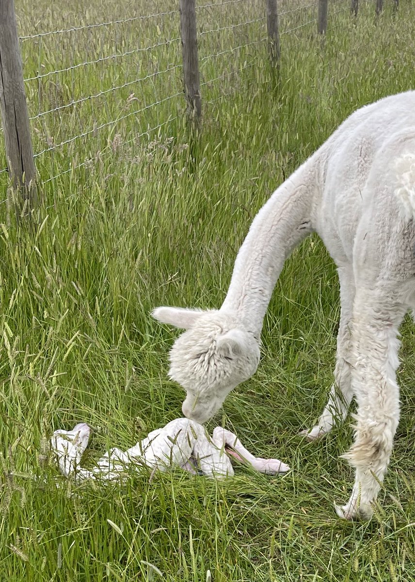 Barnacre Alpacas tweet media