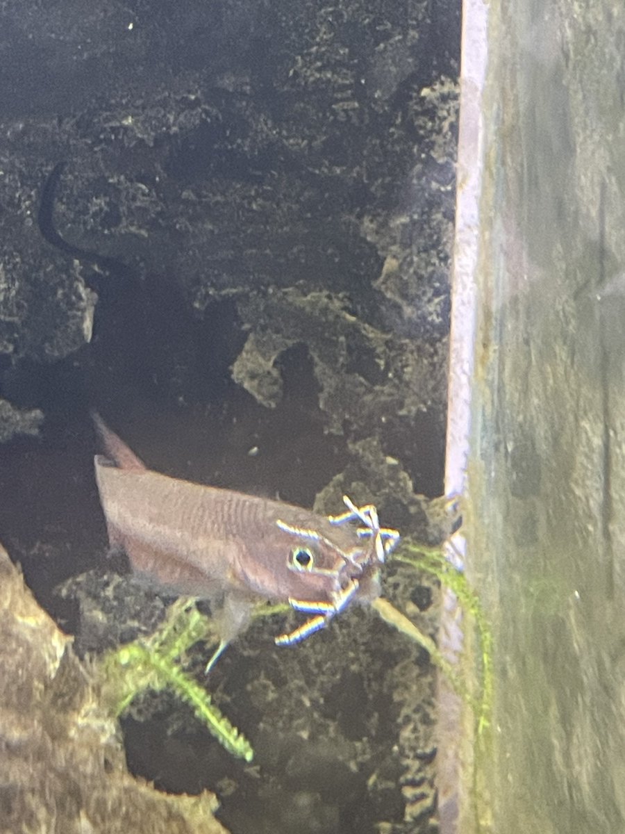 水槽汚いけどアシダカグモ食った