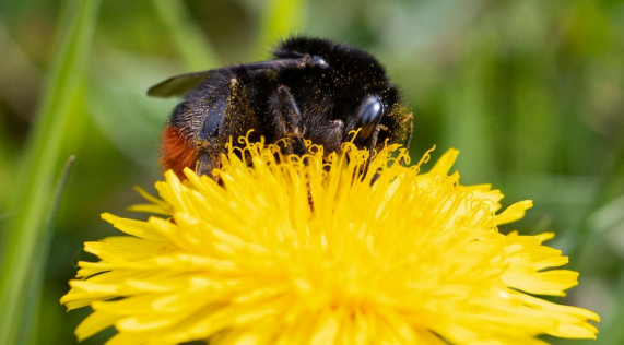 PollinatorPlan's tweet image. Q: How can our business support Pollinator Week 19-25 June?
A: Sign up as a business supporter and follow the Top Ten evidence-based actions. bit.ly/42NONWH
@BioDataCentre PIC: Cathal Noonan

#thebusinessofbees #inpollinatorswetrust #cropsecurity #climatechange