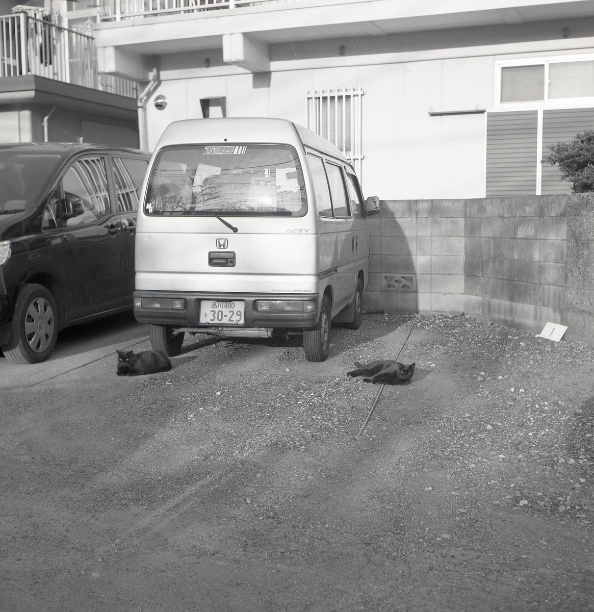 addbdb2004's tweet photo. Cats and a cat
自分の記憶に残ってない、昔のネガをスキャンしてみる。こんなの撮ってたな、とジワジワと記憶が追いついてくる楽しみ。大抵が下手っくそな写真だけど〜　#Rolleiflex https://t.co/jkS7ewIHro