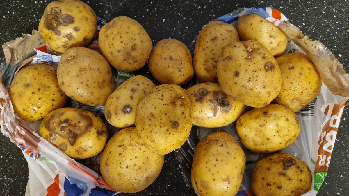 applechel's tweet photo. @AldiUK just back from Aldi and opened bag of baking potatoes. They're  rotten, mouldy soaking wet and smell vile. https://t.co/DGTjk4RQZK