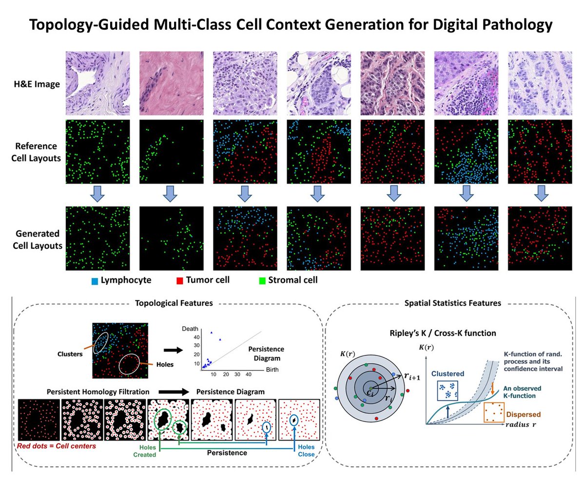Our #CVPR2023 paper by Shahira on topology guided cell context generation for #DigitalPathology is covered by CVPR Daily magazine rsipvision.com/CVPR2023-Tuesd… Many thanks to Ralph @RSIPvision! Come to our poster Tue-AM 316! #TDA #topology #sbubmi @sbucompsc @SBUResearch