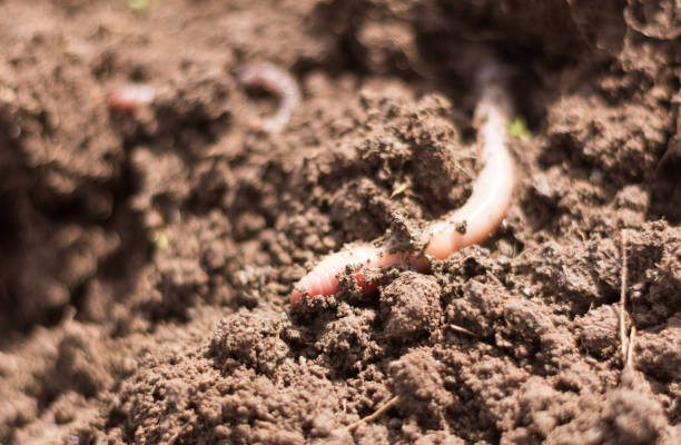 Soil health is the foundation of a thriving planet.

Let's nourish our soils to ensure sustainable agriculture, biodiversity, and a healthier future for all.