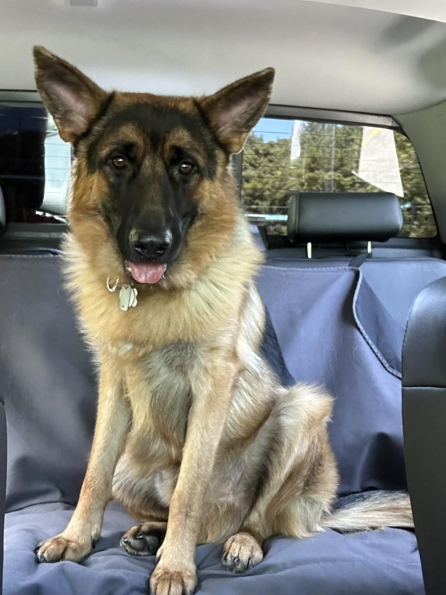 Diesel loves his truck rides 💗
#germanshepherd #gsd #dogsoftwitter