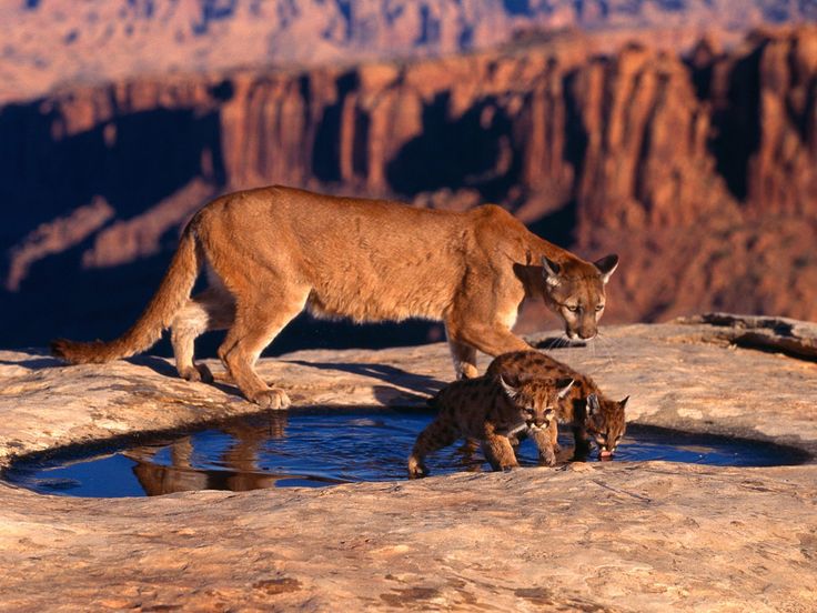 2014: With the help of Earthjustice atty Ted Zukoski, fighting to uphold the 20-yr ban on Uranium Mining; the Havasupai Tribe conservation coalition celebrated a win for protecting water, #wildlife & sacred lands of the Grand Canyon.

The ban exps in 2032🦋LJC

#EarthKeepersUnite