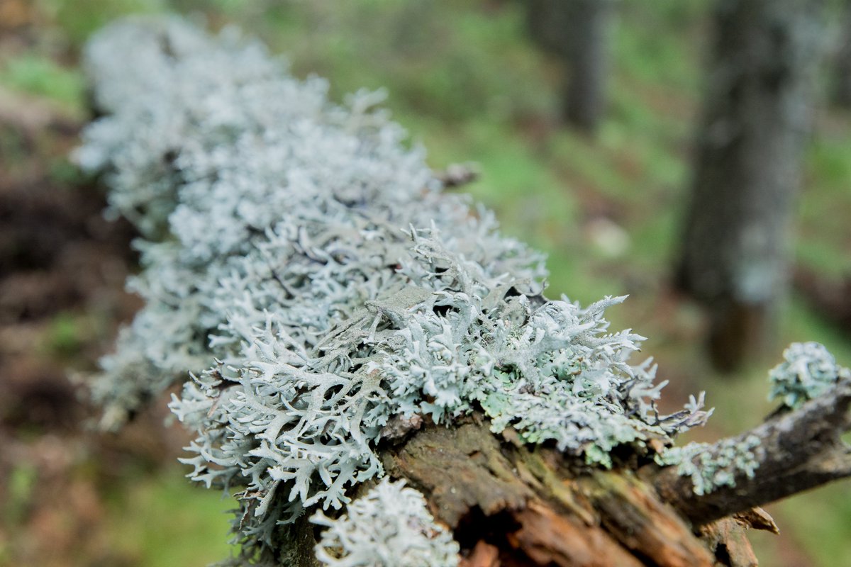 LIFE_UNCINATA tweet media