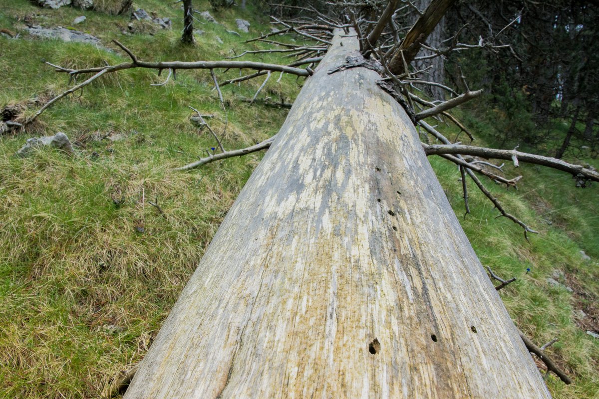 LIFE_UNCINATA tweet media