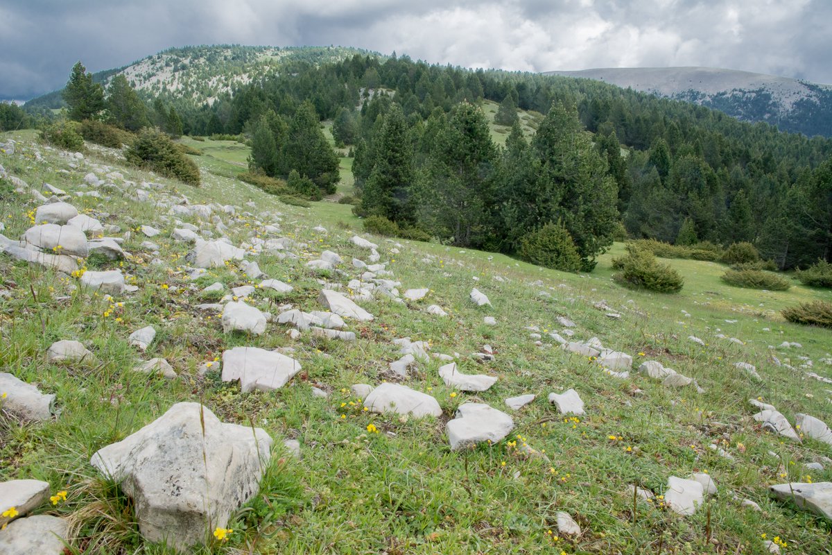 LIFE_UNCINATA tweet media