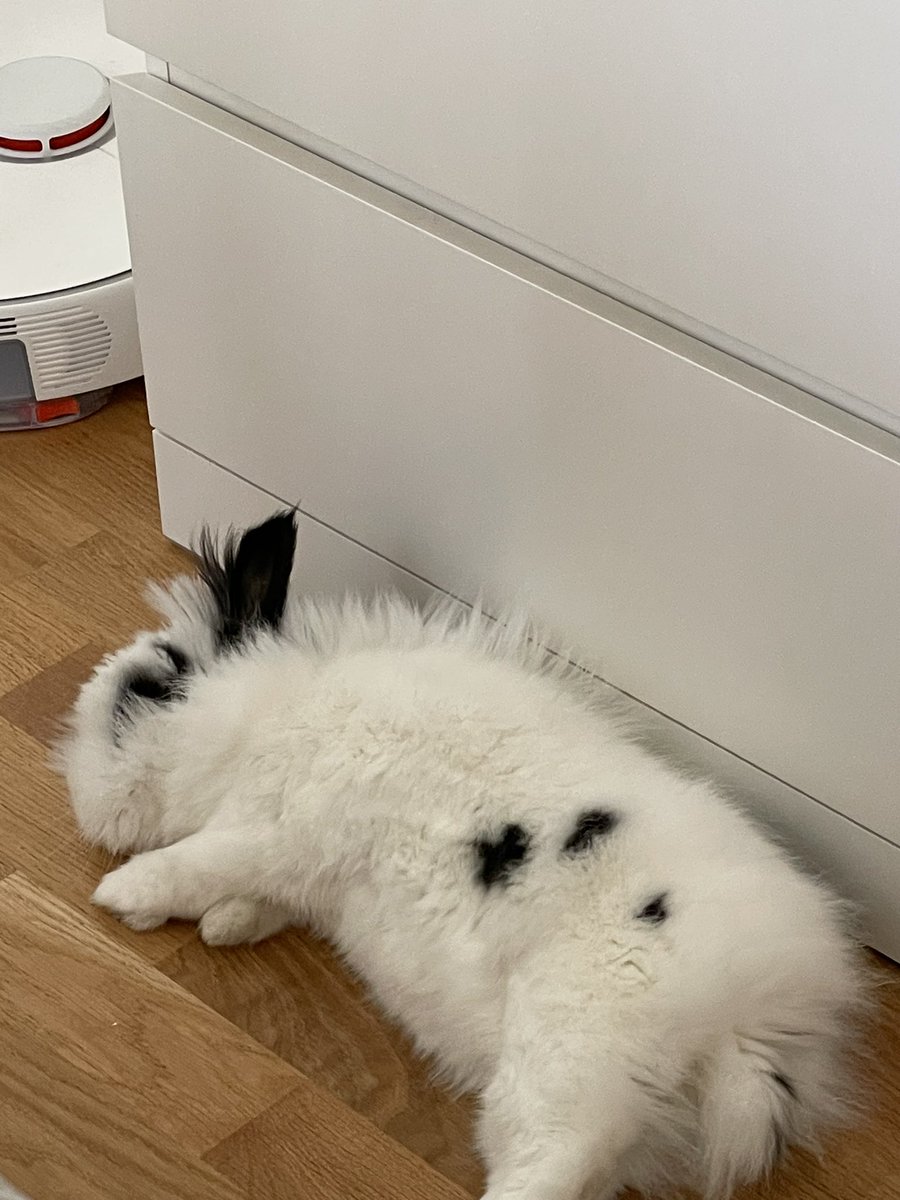 inloveall's tweet photo. @rebelwoleee Oreo🖤🤍 https://t.co/aPcZ459VLZ
