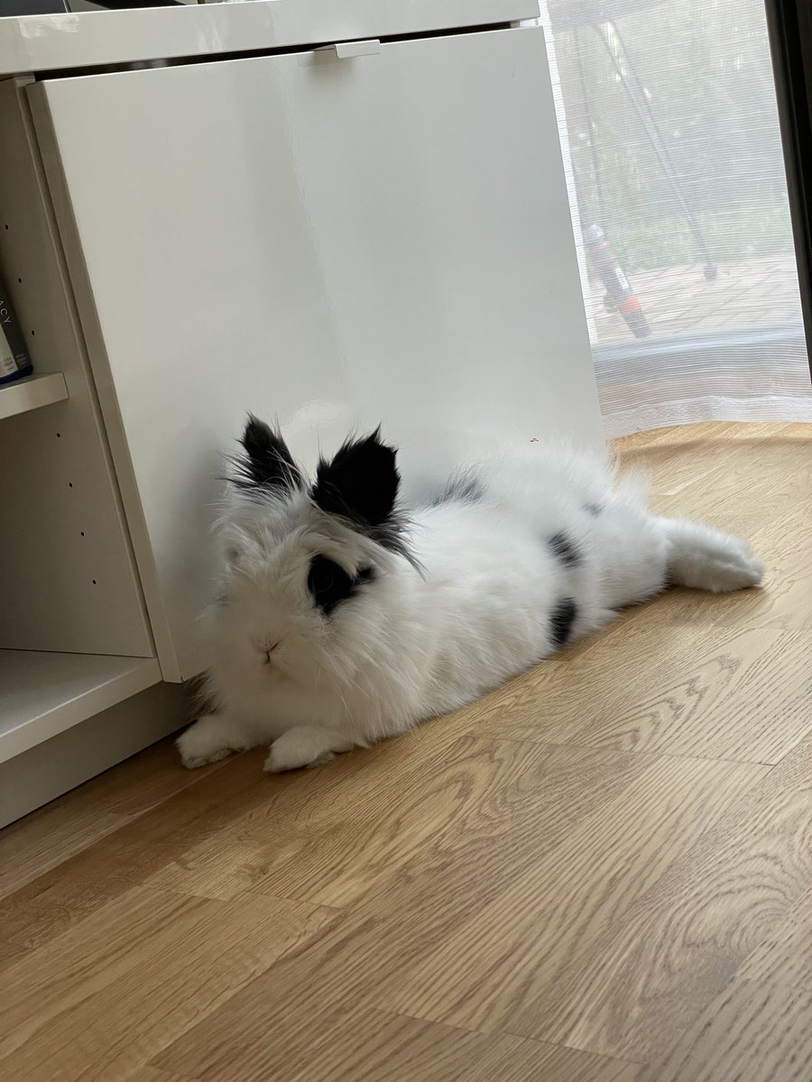 inloveall's tweet photo. @rebelwoleee Oreo🖤🤍 https://t.co/aPcZ459VLZ