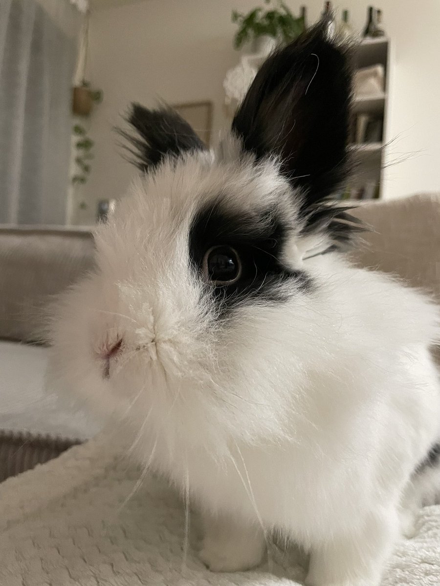 inloveall's tweet photo. @rebelwoleee Oreo🖤🤍 https://t.co/aPcZ459VLZ