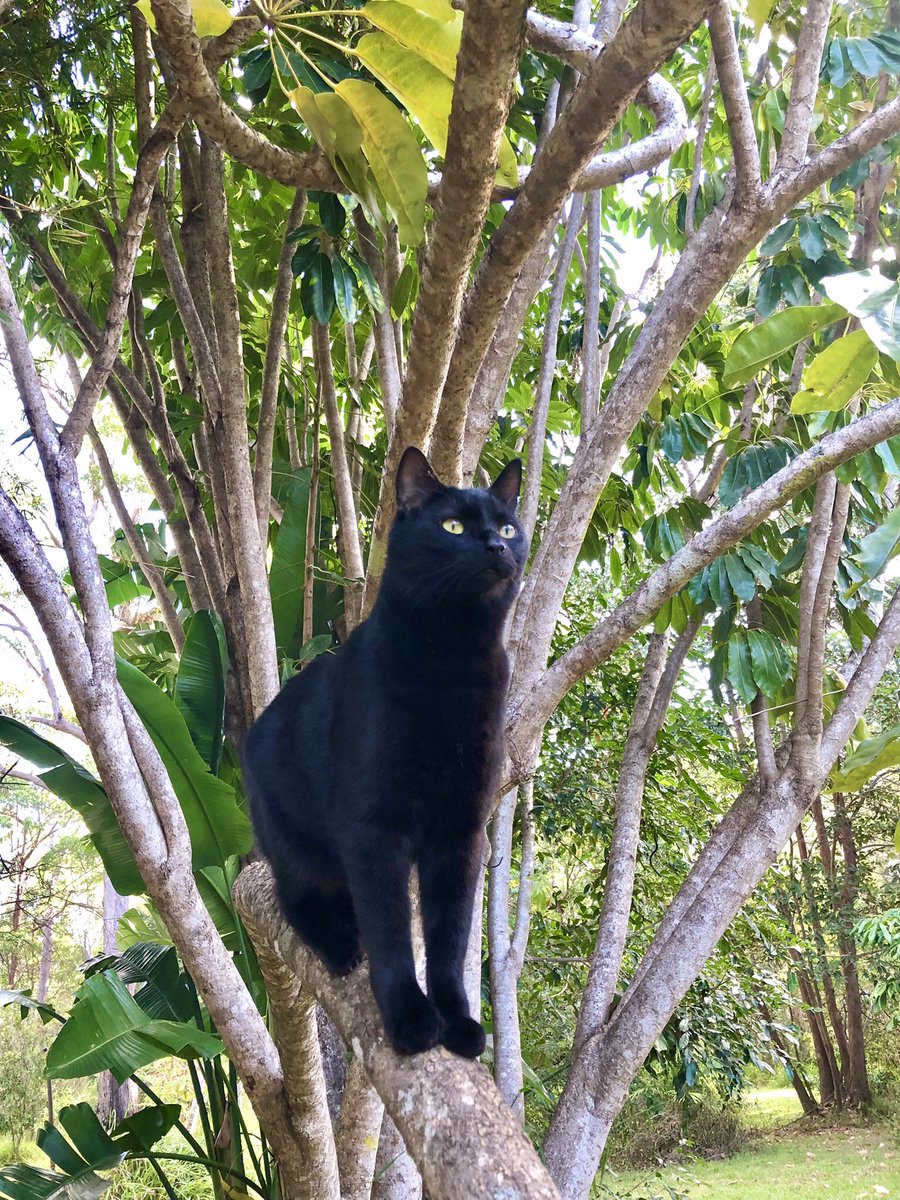 Kitty_Dingolove's tweet photo. #黒猫は黒豹 のクー坊ですにゃ❣️🐈⬛🌳
#blackcatoftheday #blackcatlovers #treeclimbingcat #minipanther
#木登り猫 #黒猫は映える #黒猫サファリ #黒猫同盟 #黒猫まみれ https://t.co/8Tre5nacrx