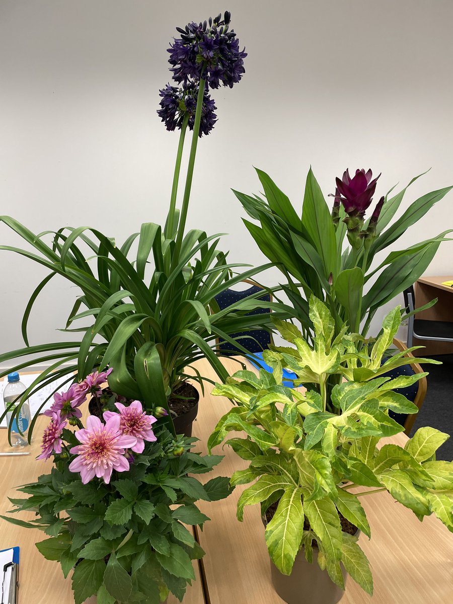 Thanks <a href="/HTAnews/">HTA News</a> for asking me to be a judge at the National Plant Show this year - a great selection of the top four category winners: Agapanths ‘Black Jack’, Dahlia Maxi Starburst Pink, Curcuma ‘Skyline’ and Fatsia ‘Camouflage’. The Curcuma was deservedly Best in Show!