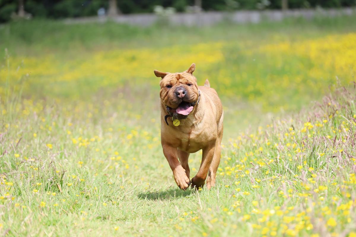 Please retweet to help Edie find a home #LEEDS #UK   

Cuddly #SharPei Cross aged 3. Playful but quite nervous, she is looking for a quiet, adult home as the only pet.

DETAILS or APPLY 👇dogstrust.org.uk/rehoming/dogs/…
  #dogs #pets #animals #AdoptDontShop
