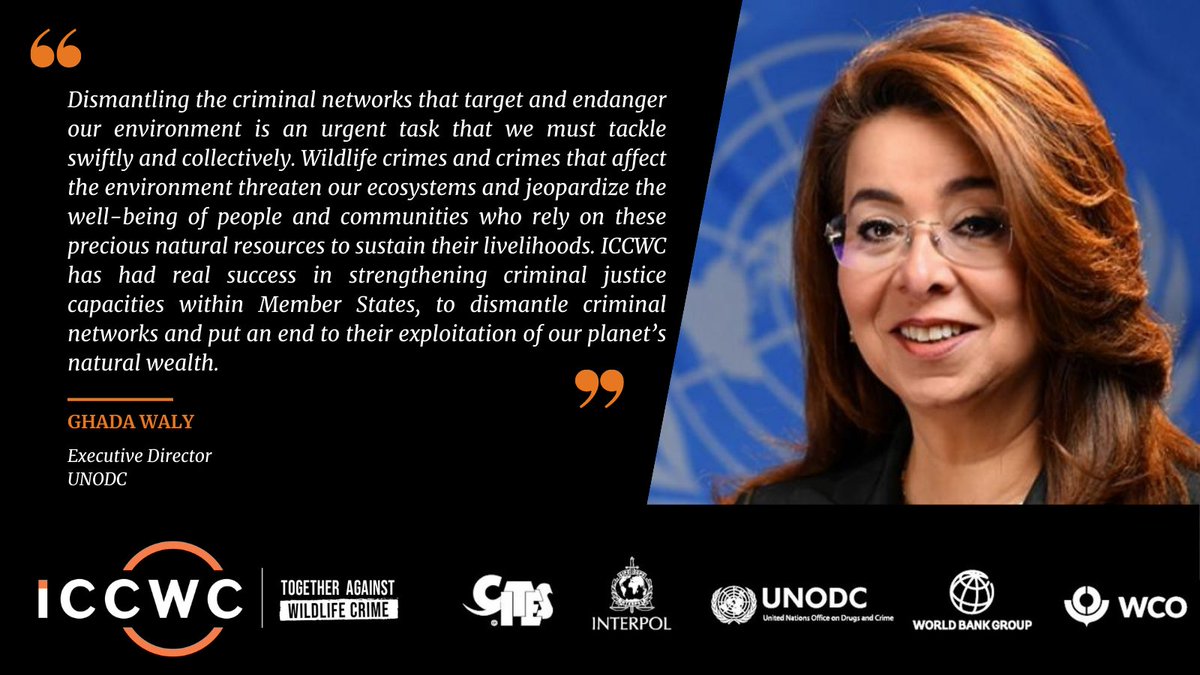 @GhadaFathiWaly reflects on the urgent task to dismantle criminal networks & @UNODC_ENV role in #ICCWC to support countries in strengthening criminal justice capacities.

💫Read more in the new ICCWC Biannual Report: bit.ly/46fgQRJ

#TogetherAgainstWildlifeCrime