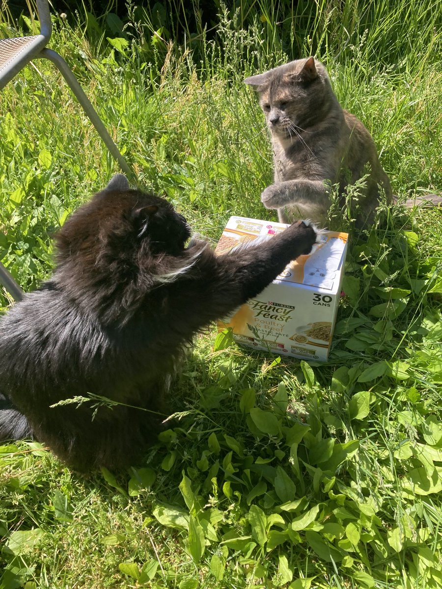 Joyce Carol Oates tweet media