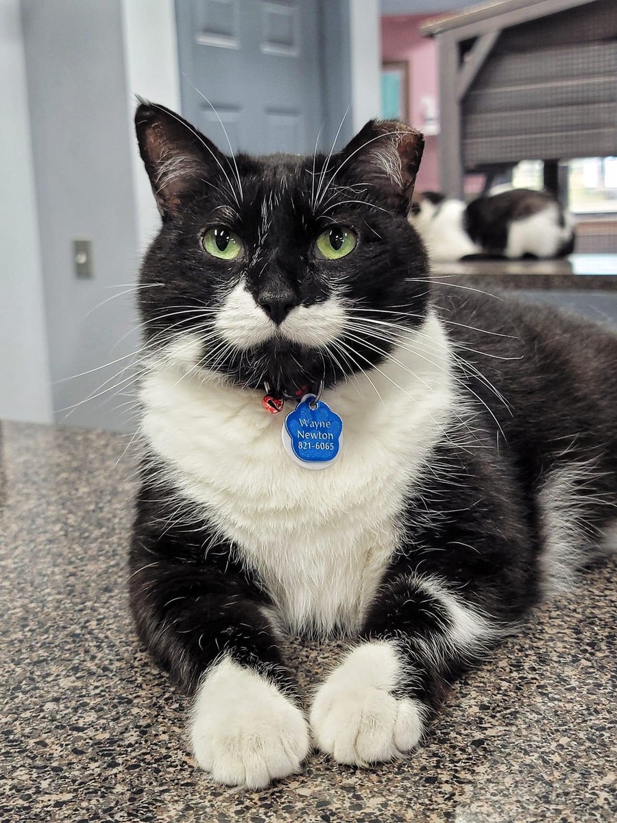 Wayne Newton is such a distinguished little gentleman. He would love nothing more than to find a forever home with his best buddy Wailin' Jennings. 

Click here to learn more about Wayne and Wailin' 👇 crashslanding.org/adopt/availabl…

#TuxieTuesday #AdoptMe