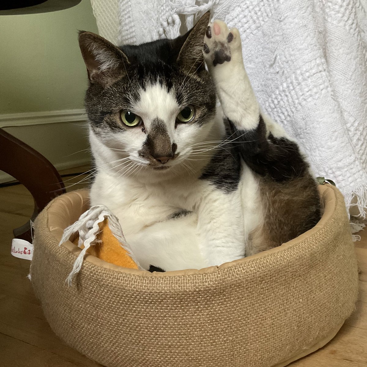 Frankie’s mixed beans 😸🐾 
#ToeBeanTuesday #CatsOfTwitter