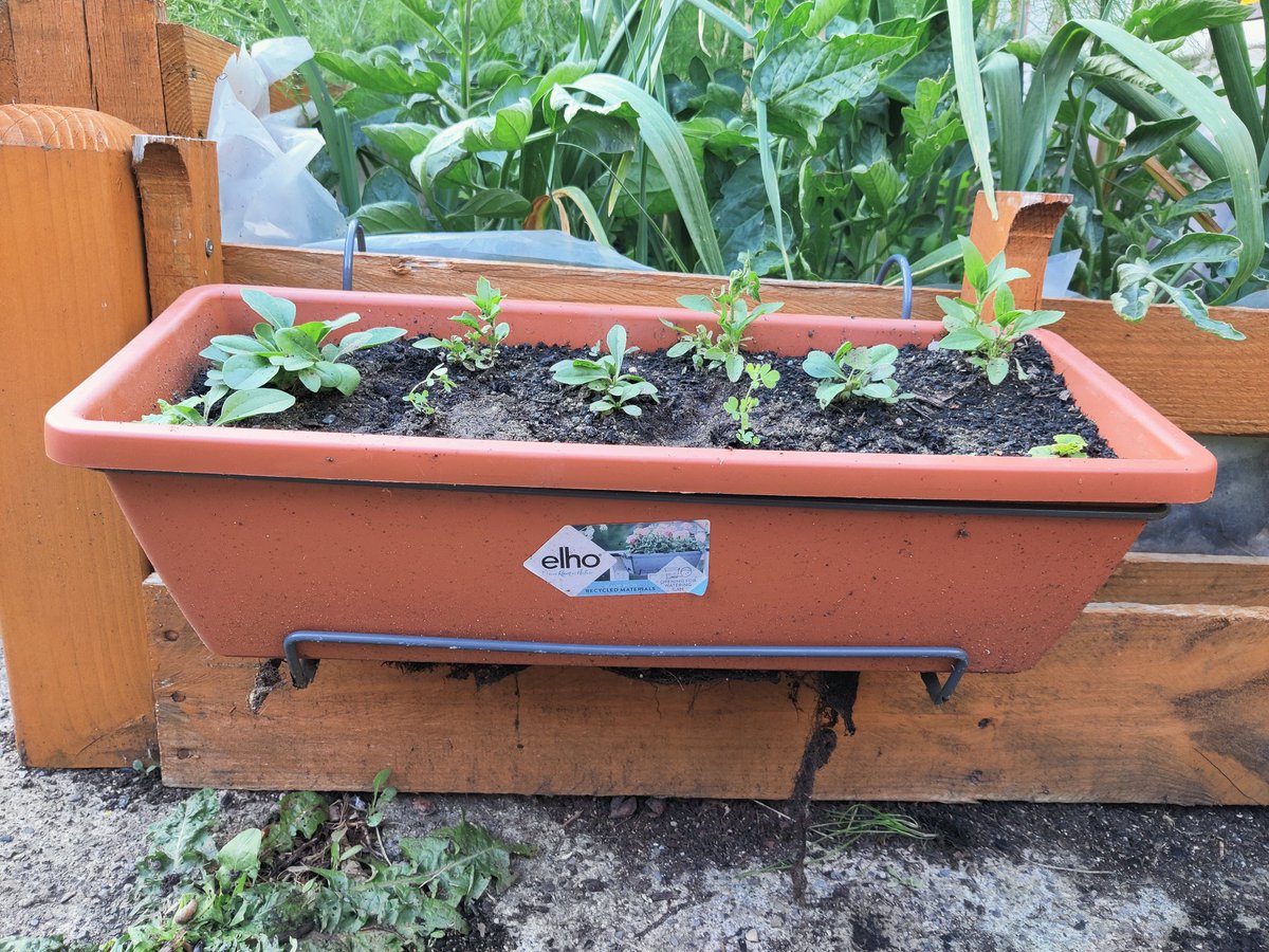 Mini Meadows tweet media