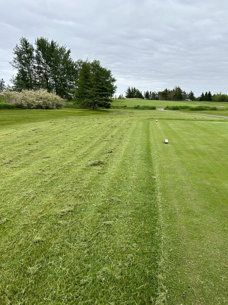 Mowing rough finally…. Lots of clippings, please be patient as we try to mow and then blow to clean things up. Cart path only still for one more day!