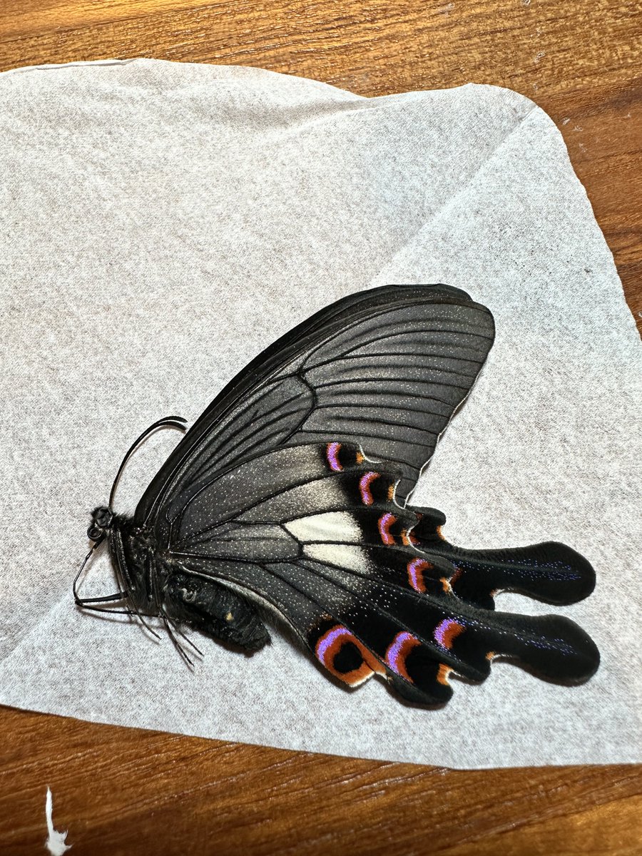 Female Papilio syfanius from Yunnan, China