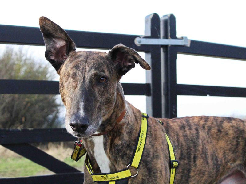 Please share to help Ned find a home #DARLINGTON #COUNTRYDURHAM #UK

Affectionate, Lurcher Cross aged 5-7, he loves his walks and is looking for an adult home as the only pet. He may enjoy walking with dog pals and is goodie the car✅

DETAILS 👇
dogstrust.org.uk/rehoming/dogs/…
#dogs