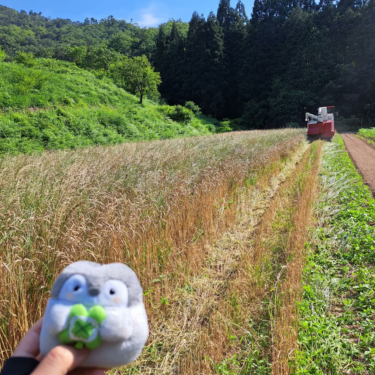 小麦農家さんに小麦収穫の見学にいってきました👨‍🌾 https://t.co/ybmqAE3zbs