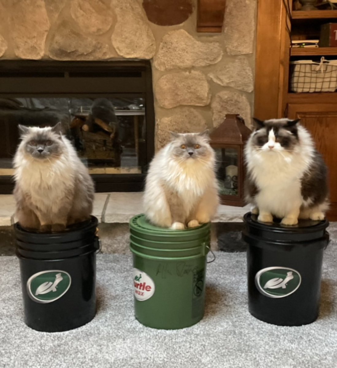 Aero’s 🐈 🐢 Wax 🪣 Adventures🤠 tweet media