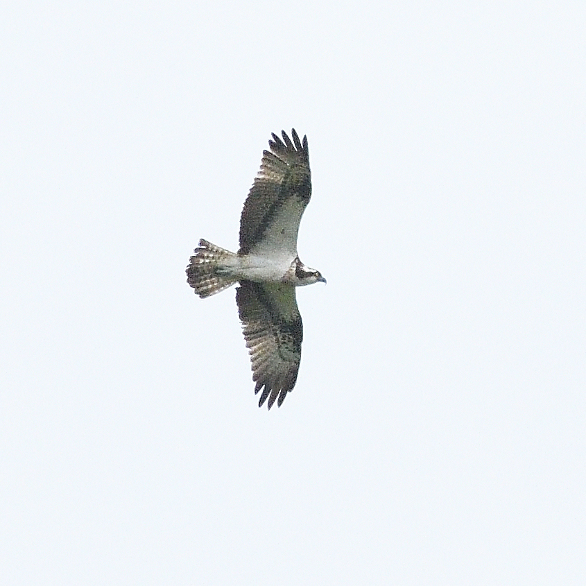 Somehow managed to miss out on a Spring Osprey this year, this bird over @RSPBExeEstuary Bowling Green Marsh made up for it - thanks to Steve Cox @Alphingtonbird1 for the shout. Not a close photo but clearly not a fresh juv; maybe a failed breeder/2cy?