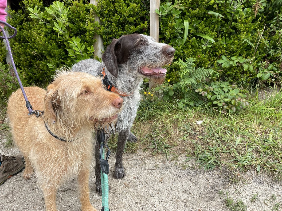 Yeah, the beach is over there. Just being shown round the island #stmartins #islesofscilly #bff #dogfriendly #adventure #outdoors #goodmorning #hello #holiday #pointer #vizsla #dogsofinstagram #dog #dogsoftwitter