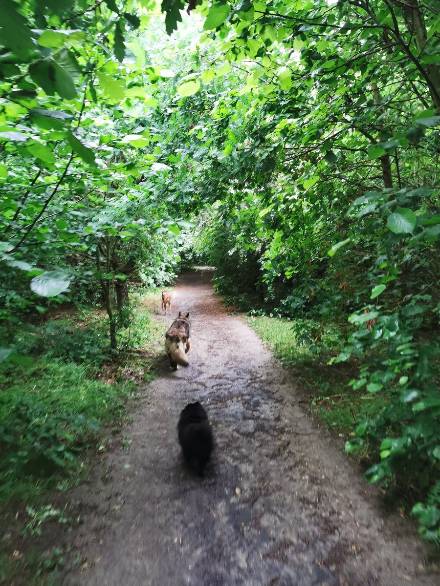 Lovely morning walk after the storm cleared. 
Puppers leading the way #TreeClub