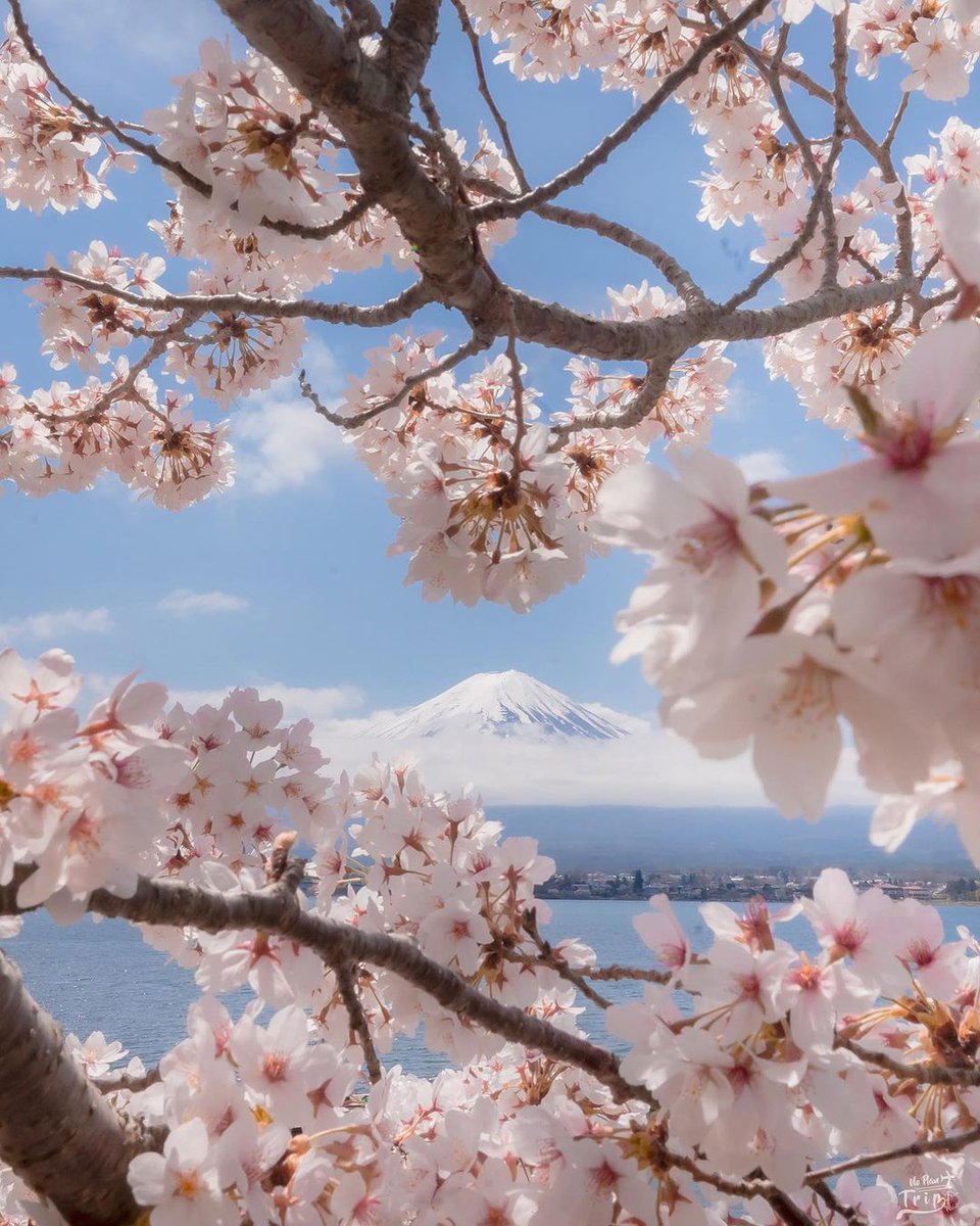 Mount Fuji 🗻🇯🇵
📸 instagram.com/n.noplantrip?i…