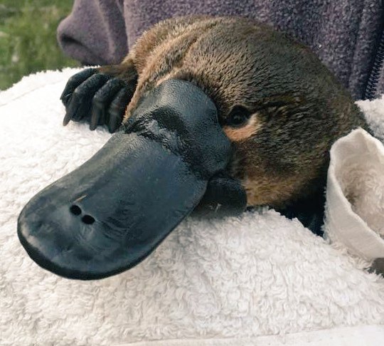 We are seeking a highly motivated PhD student to begin in 2024. The project will focus on the conservation of platypuses in regulated rivers and will entail fieldwork. The student will be enrolled <a href="/UNSWScience/">UNSW Science</a> and be part of <a href="/CES_UNSW/">Ecosystem Science</a>. DM for info or email us.