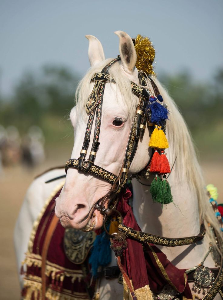 #BeautifulHorsesOfPakistan 
 #horses #pakistan
#tentpegging #team #HorseRacing #HorseRacingTips #horsepower #horseriding #horselife #horsepainting #horseshoe #ilovemyhorse #horsemanship #horseracing #horsejumping