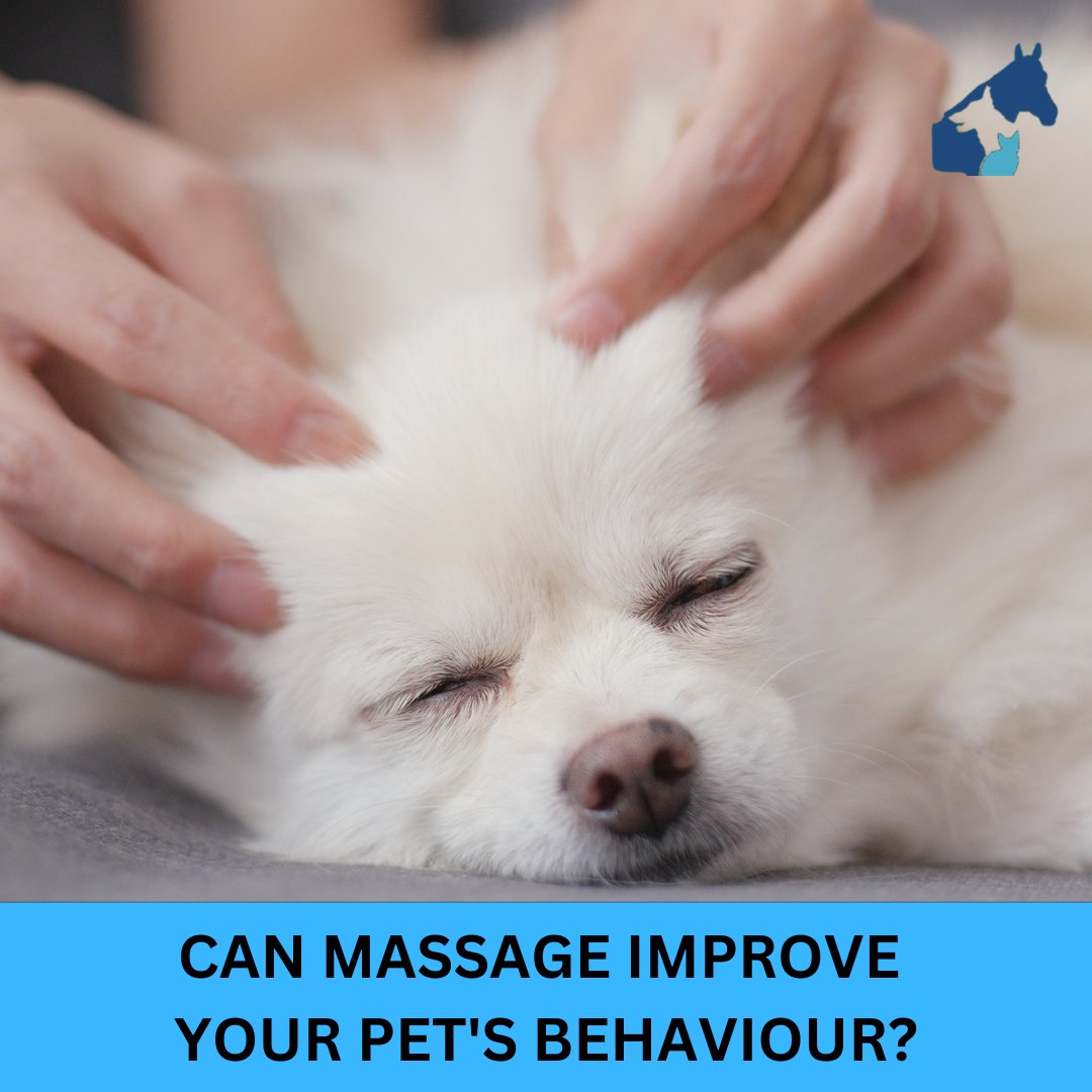 Tension or stress are examples of emotional energy barriers that dogs and cats can experience.  They can have their nervous energy calmed by receiving a massage.  #animalcare #animalcareclinic #horsecare #petcare