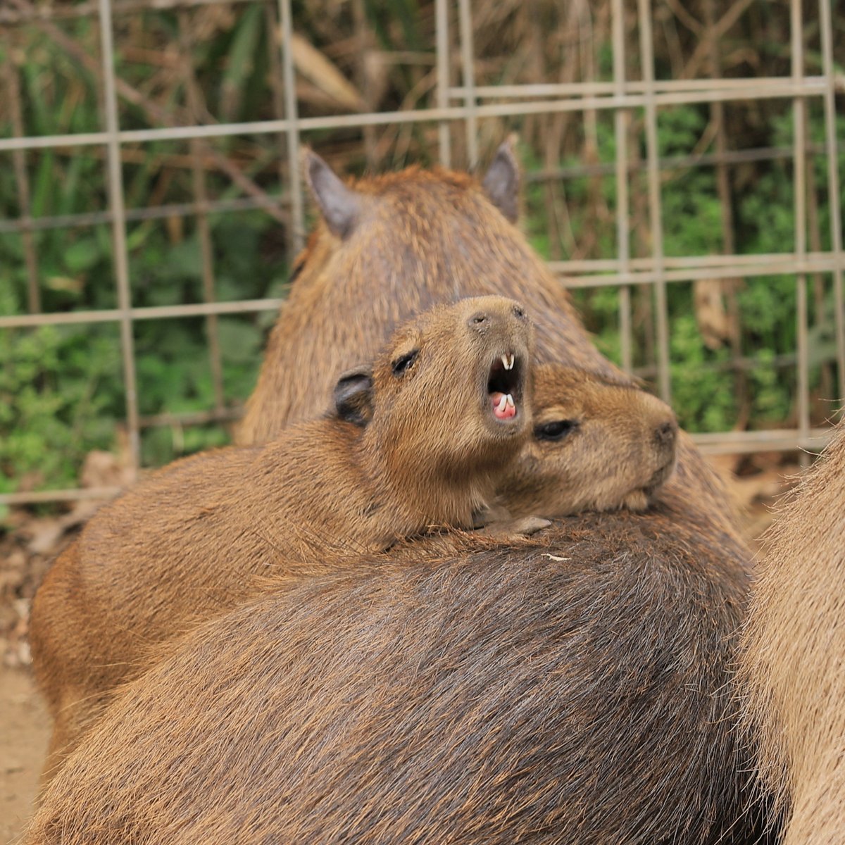 おはよう 夏っ至の日 #げっ歯目総選挙 #カピバラ
#ダチョウ王国 (2023.Mar) #capybara