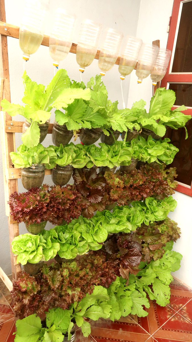 A vertical gardening set up made of re-used plastic bottles.
Very creative!