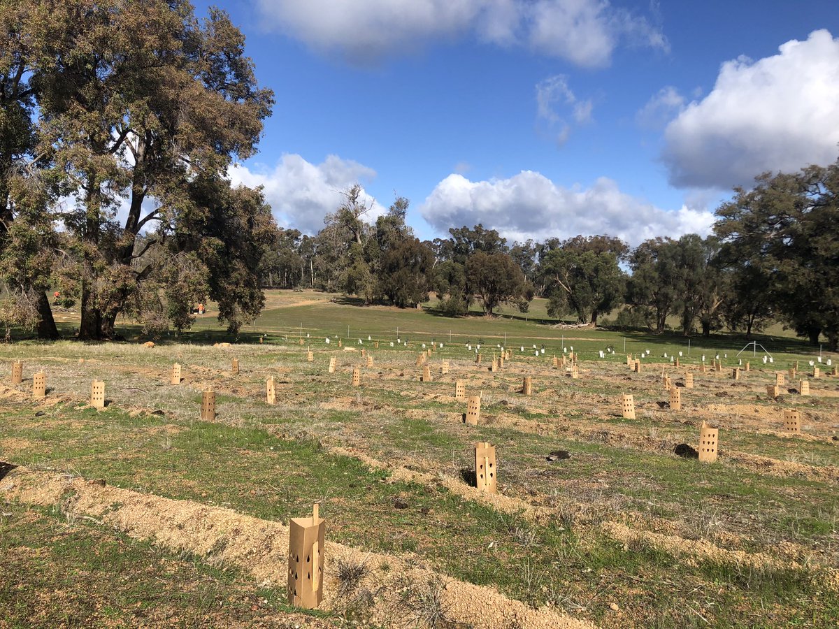 We had a lovely morning planting today in between showers 🌧️ creating a wildlife corridor for phascogales, numbats, kangaroos and echidnas #NumbatNeighbourhood <a href="/PeelHarveyCC/">PeelHarveyCC</a>