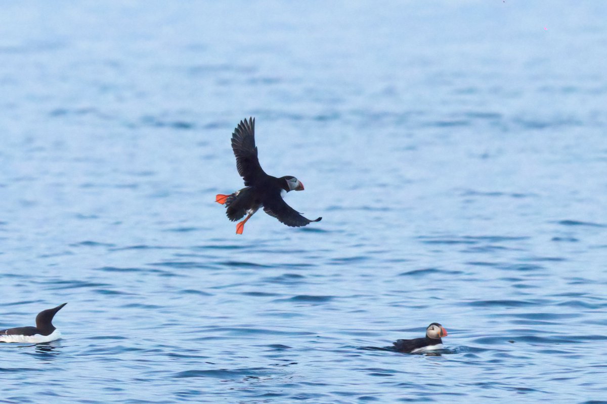 Puffins on Rathlin!