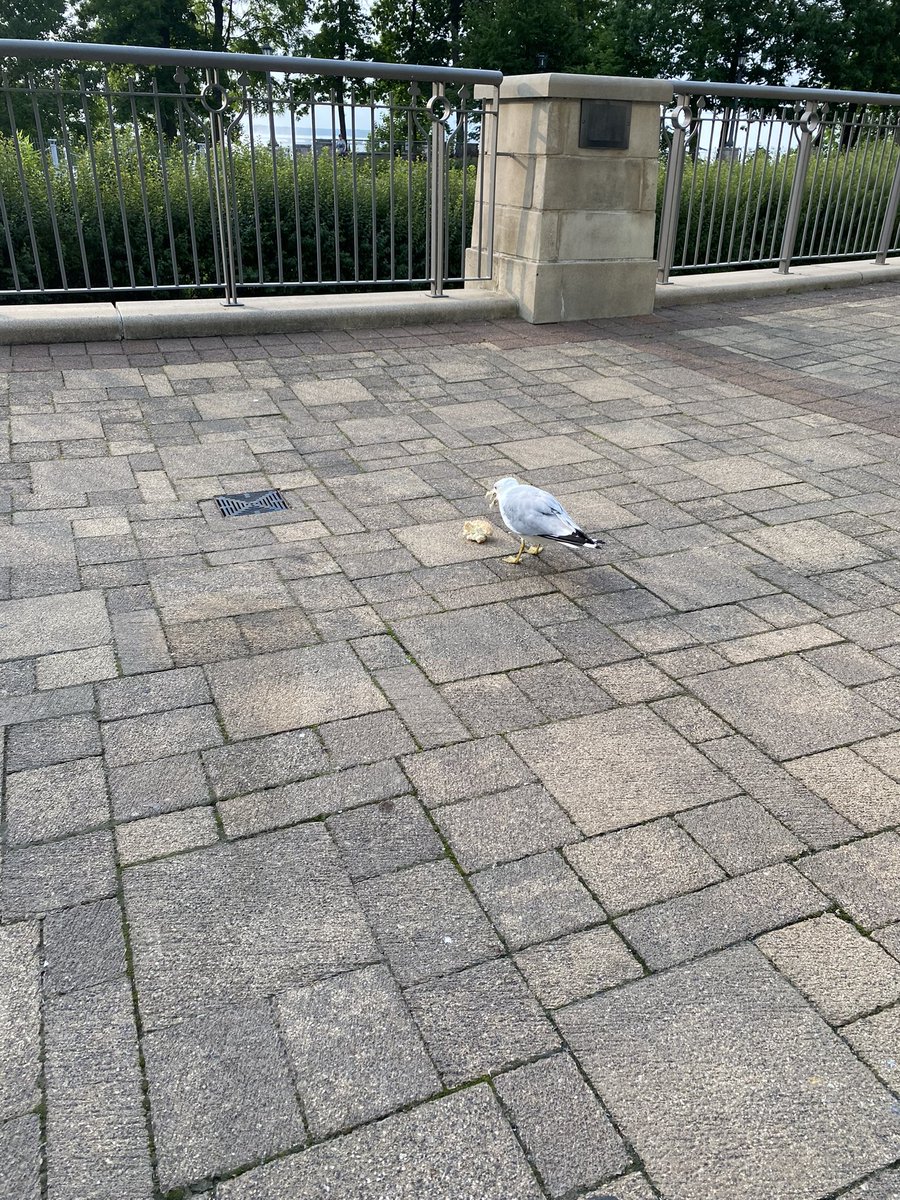 PHstefanuto's tweet image. Better be hungry of science at #MetSoc2023, someone just stole my breakfast 😅