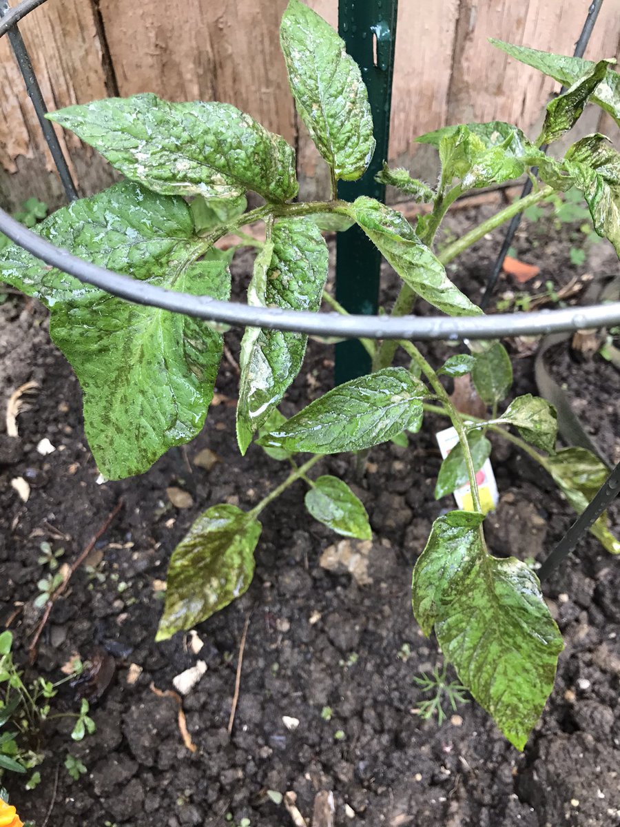 🌱Dig, Bitch, Dig - digbitchdig.wordpress.com tweet media