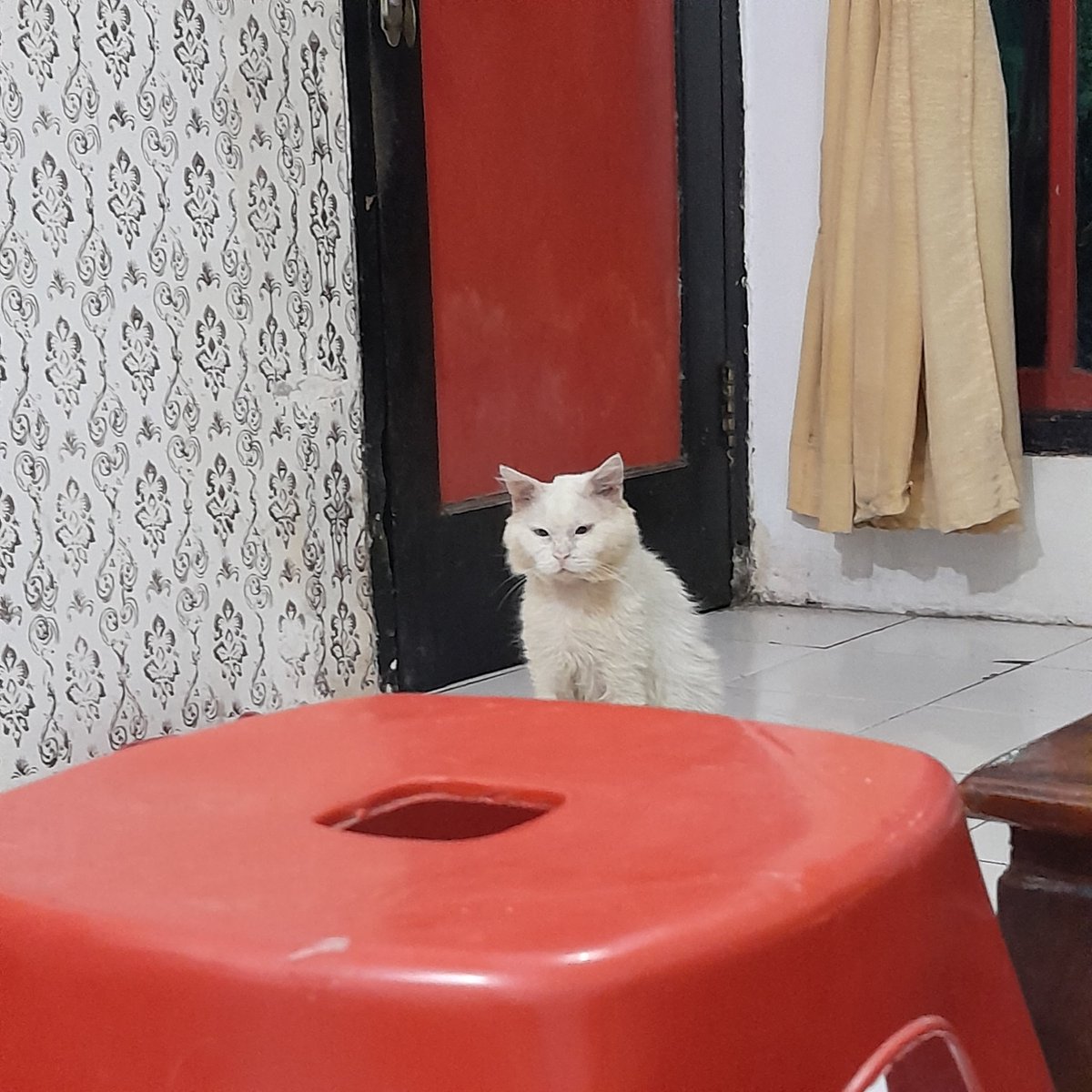 Mayoongi 🦋☘ on Twitter: "RT @SounTheCat: Emang boleh sechindo ini?"