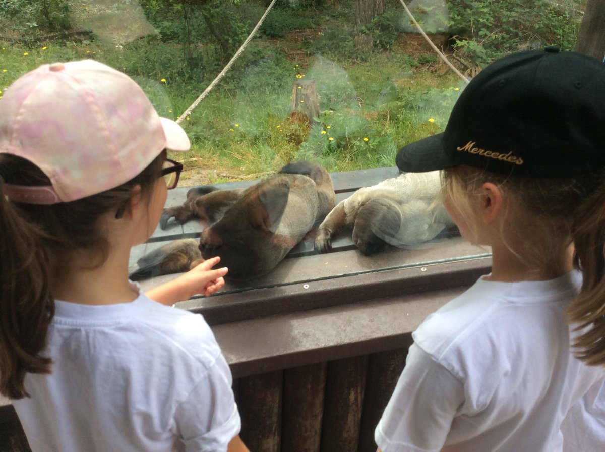 CastleCourtYr3's tweet photo. Activities Week for Castle Court Year 3, 2023 : Best of collection... role the tape. @MWApeRescue @TEC_Kimmeridge  #forestschool #Activities #Year3CastleCourt #CastleCourt #CastleCourtGeography https://t.co/tB797lFdCp