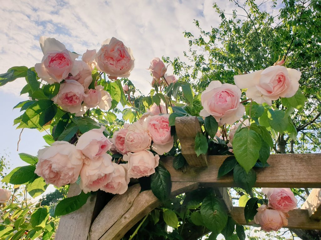 How my climber looked the day before the rain came.