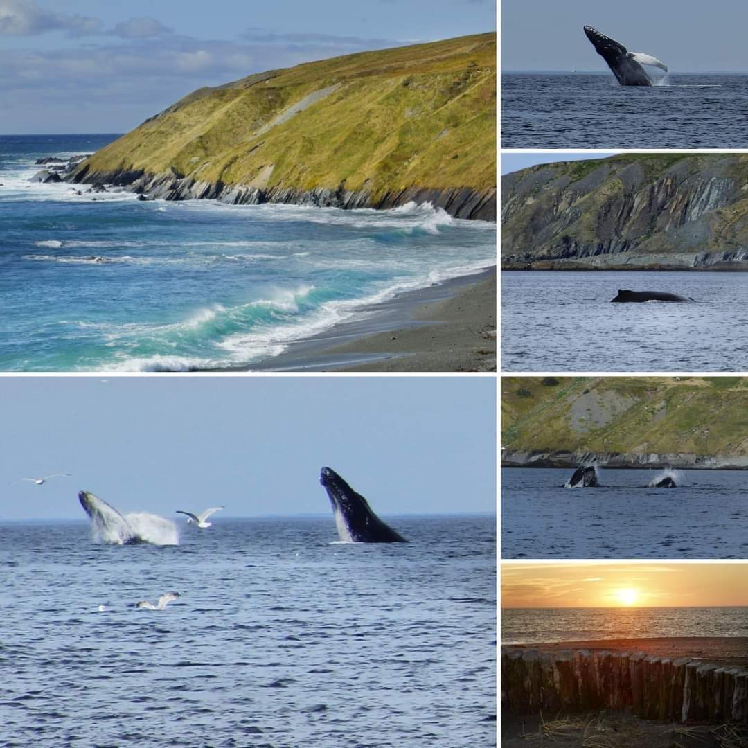 🐋 The #whales are back! THE best spot for upclose viewing of whales feeding on capelin is at St. Vincent's Beach. ✌️ There have been a couple spotted traveling between Peter's River & St. Vincent's. 🤩 What a blessing! #exploreNL #IrishLoop #Newfoundland #Labrador