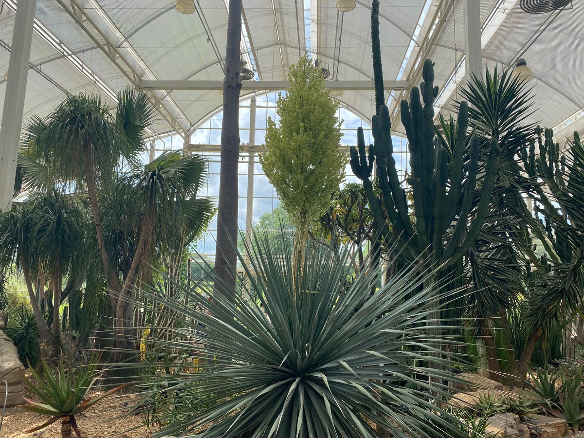 This Nolina nelsonii, Nelson's bear grass, is flowering for the first time in the Glasshouse. Head to the Temperate zone to take a closer look.

Plan your visit: rhs.org.uk/wisley