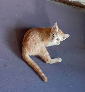 CatsterClub's tweet photo. 📌หาบ้านให้น้องแมวค่ะ📌
แมวส้ม 🍊🍊🍊
แม่แมวมาคลอดที่บ้านค่ะ น้องเป็นแมวส้มสามตัวน่ารักสดใสค่ะ พาแม่แมวไปทำหมันเรียบร้อย ใครชอบแมวส้ม ติดต่อมาได้เลยนะคะ
ขออนุญาติคัดบ้านนะคะ
 พิกัด กรุงเทพ อยุธยา 
 ติดต่อ :คุณน้ำผึ้ง 0968616330 https://t.co/hmCYoojBXg