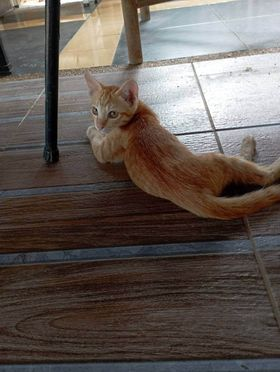 CatsterClub's tweet photo. 📌หาบ้านให้น้องแมวค่ะ📌
แมวส้ม 🍊🍊🍊
แม่แมวมาคลอดที่บ้านค่ะ น้องเป็นแมวส้มสามตัวน่ารักสดใสค่ะ พาแม่แมวไปทำหมันเรียบร้อย ใครชอบแมวส้ม ติดต่อมาได้เลยนะคะ
ขออนุญาติคัดบ้านนะคะ
 พิกัด กรุงเทพ อยุธยา 
 ติดต่อ :คุณน้ำผึ้ง 0968616330 https://t.co/hmCYoojBXg