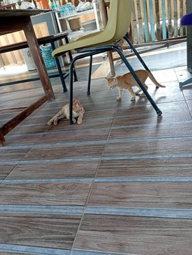 CatsterClub's tweet photo. 📌หาบ้านให้น้องแมวค่ะ📌
แมวส้ม 🍊🍊🍊
แม่แมวมาคลอดที่บ้านค่ะ น้องเป็นแมวส้มสามตัวน่ารักสดใสค่ะ พาแม่แมวไปทำหมันเรียบร้อย ใครชอบแมวส้ม ติดต่อมาได้เลยนะคะ
ขออนุญาติคัดบ้านนะคะ
 พิกัด กรุงเทพ อยุธยา 
 ติดต่อ :คุณน้ำผึ้ง 0968616330 https://t.co/hmCYoojBXg